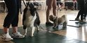 You Don't Have To Be A Labrador To Enter But You Have To Be In It To Win It
