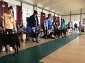 Lining Up To See Who's Going To Win Our Best Male Labrador Class
