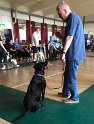 Jake's Sitting Pretty Waiting His Turn To Be Judged