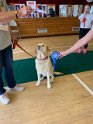 1st Reserve Best in Show - Molly