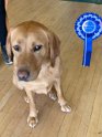 2nd Reserve Best in Show - Marley