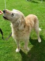 Golden Oldie - Merlin