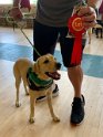 Labradorable - Elvis
