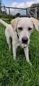 Sam   8 months  Rehomed August 2019