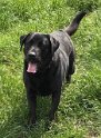 Alfie   3 years 10 months old Rehomed July 2019
