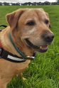 Alfie   8 years old Rehomed September 2019