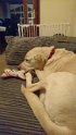 Archie   6 years old Rehomed February 2019