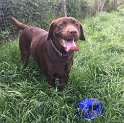 Bailey   3 years old Rehomed June 2019