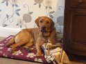Beau   2.5 years old Rehomed July 2019