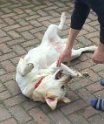 Bella   4 years old Rehomed June 2019