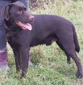 Loki   17 months old Rehomed December 2019