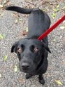 Marley   1 year 4 months old Rehomed November 2019
