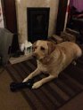 Ollie   3 years old Rehomed February 2019