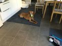 Red   5.5 years old Rehomed July 2019