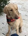 Ruby   19 months old Rehomed November 2019
