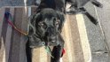 Sable   2 years old Rehomed May 2019