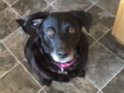 Willow   5 years old Rehomed October 2019