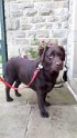 Wizzy   5 years old Rehomed October 2019