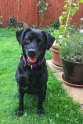 Gem   4 years old Rehomed August 2020