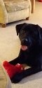Henry   4.5 years old Rehomed January 2020