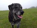 Jake   10 years old Lifetime fostered April 2020