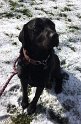 Jed   3 years 2 months old Rehomed February 2020