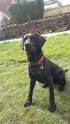 Jess   5 years 5 months old Rehomed September 2020