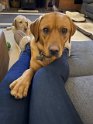 Roxy   9 months old Rehomed August 2020