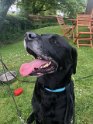 Winston   7 years old Rehomed May 2020