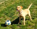 Bailey   3 years 10 months old Rehomed May 2021