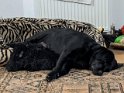 Fizzy   8 years old Rehomed March 2021