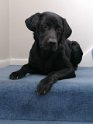 Jake   5 years 2 months old Rehomed February 2021