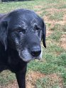 Annie   13 years old Lifetime Fostered June 2022