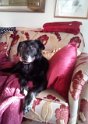 Bella   12 years old Lifetime Fostered January 2022