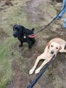 Mia & Bella   Both 1 year 9 months old Rehomed together in October 2022
