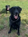 Oscar & Rosie   Oscar (8 years) was adopted and Rosie (12 years) is a Lifetime Foster. They were rehomed together in October 2022.
