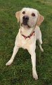 Bertie   2 years 6 months old Adopted March 2023