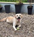 Brody   1 year 1 month old Adopted January 2023