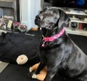 Jess   10 years 6 months old Lifetime Fostered March 2023
