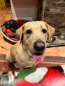 Max   5 years 10 months old Adopted December 2023