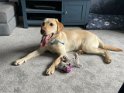 River   6 months old Adopted April 2023