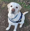 Sam   6.5 years of age Adopted February 2023