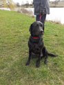 Shadow   1 year 8 months old Adopted February 2023