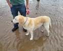 Barney   Age 11 years 7 months old Lifetime Fostered July 2024