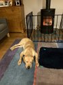 Bruno   1 year 9 months old Adopted March 2024