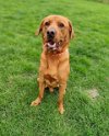 Milo   1 year 11 months old Adopted February 2024