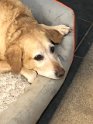Winnie   10 years 2 months old Lifetime Fostered January 2024