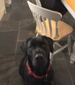 Henry   Age  1 year 10 months old Rehomed January 2025