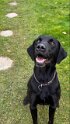 Henry 2   Age 6 years old Rehomed February 2025