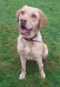 Bailey   Age 11 months old Rehomed January 2025